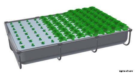 The Best Crops for Raft Systems (DWC)