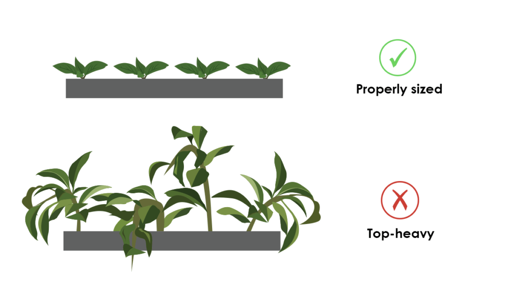 The Best Crops for Raft Systems (DWC)
