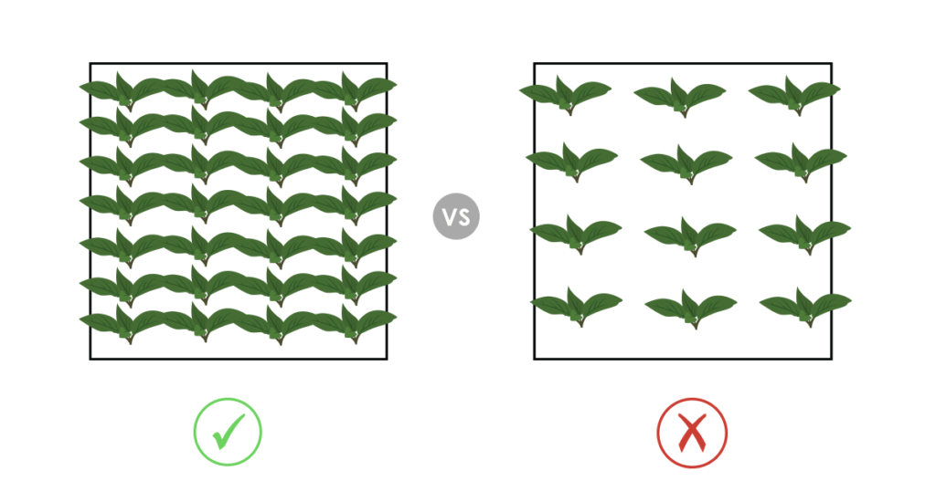 The Best Crops for Raft Systems (DWC)