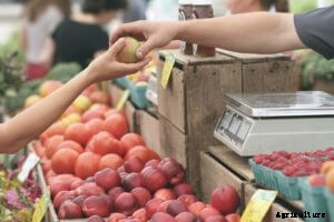 The Best Crops for Raft Systems (DWC)