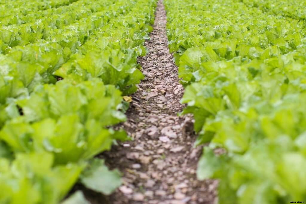 The Beginners Guide to Crowdfunding A Farm