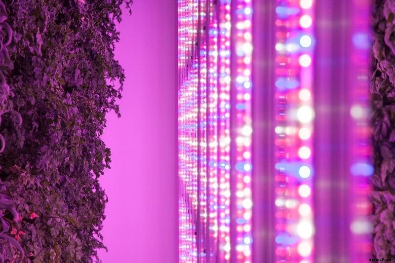 9 Reasons Why Vertical Farms Fail