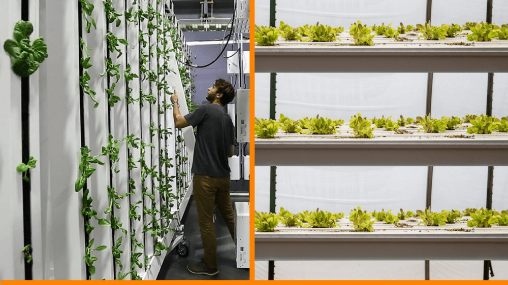 9 Reasons Why Vertical Farms Fail