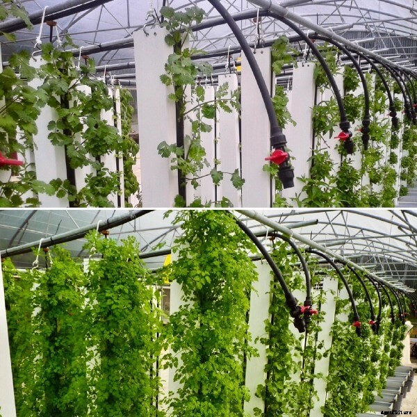 9 Reasons Why Vertical Farms Fail