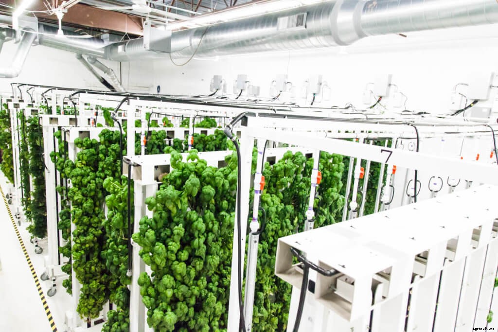 9 Reasons Why Vertical Farms Fail