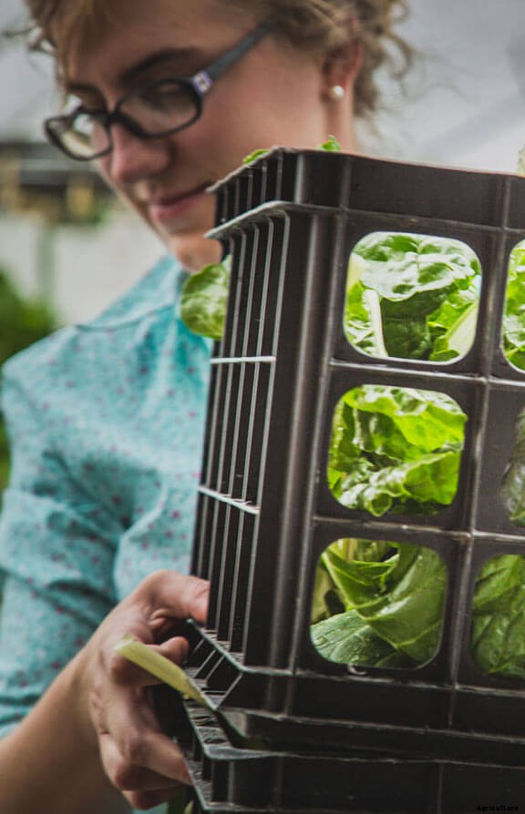 The Best Plants for Bato Buckets