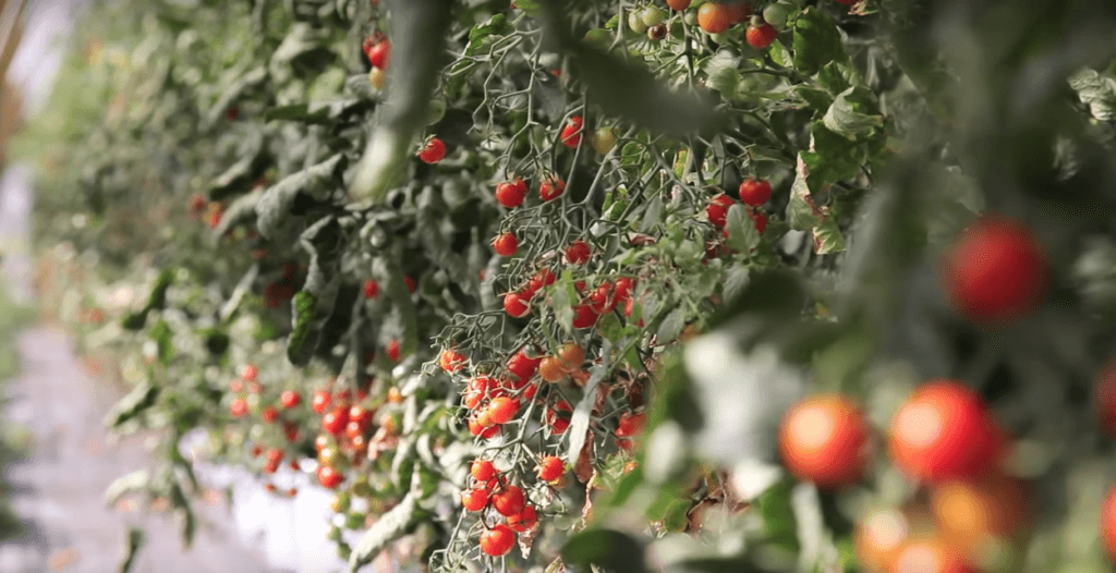 The Best Plants for Bato Buckets