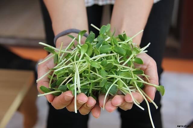 6 Ways to Grow Better Microgreens