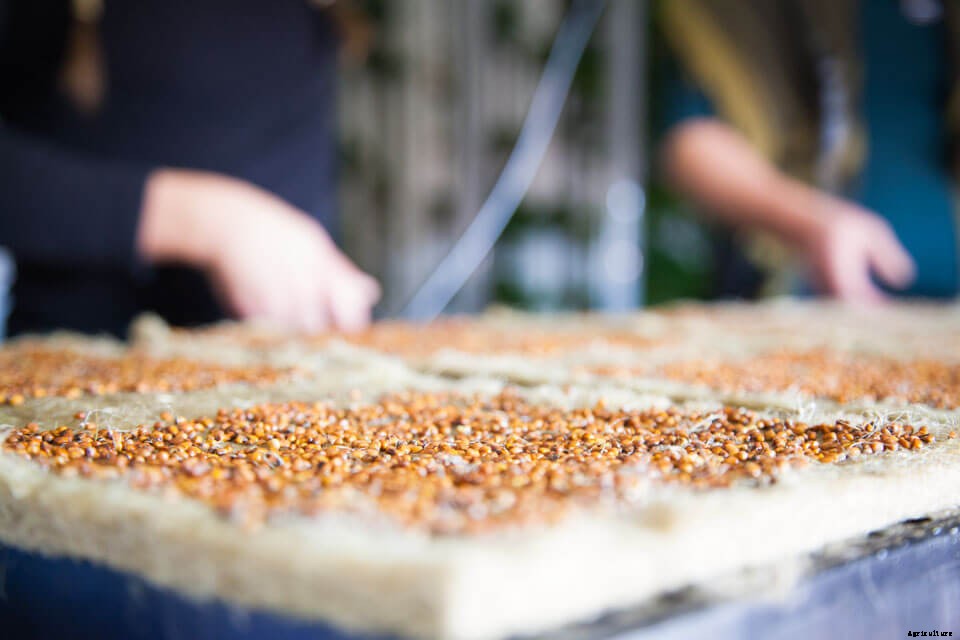 6 Ways to Grow Better Microgreens