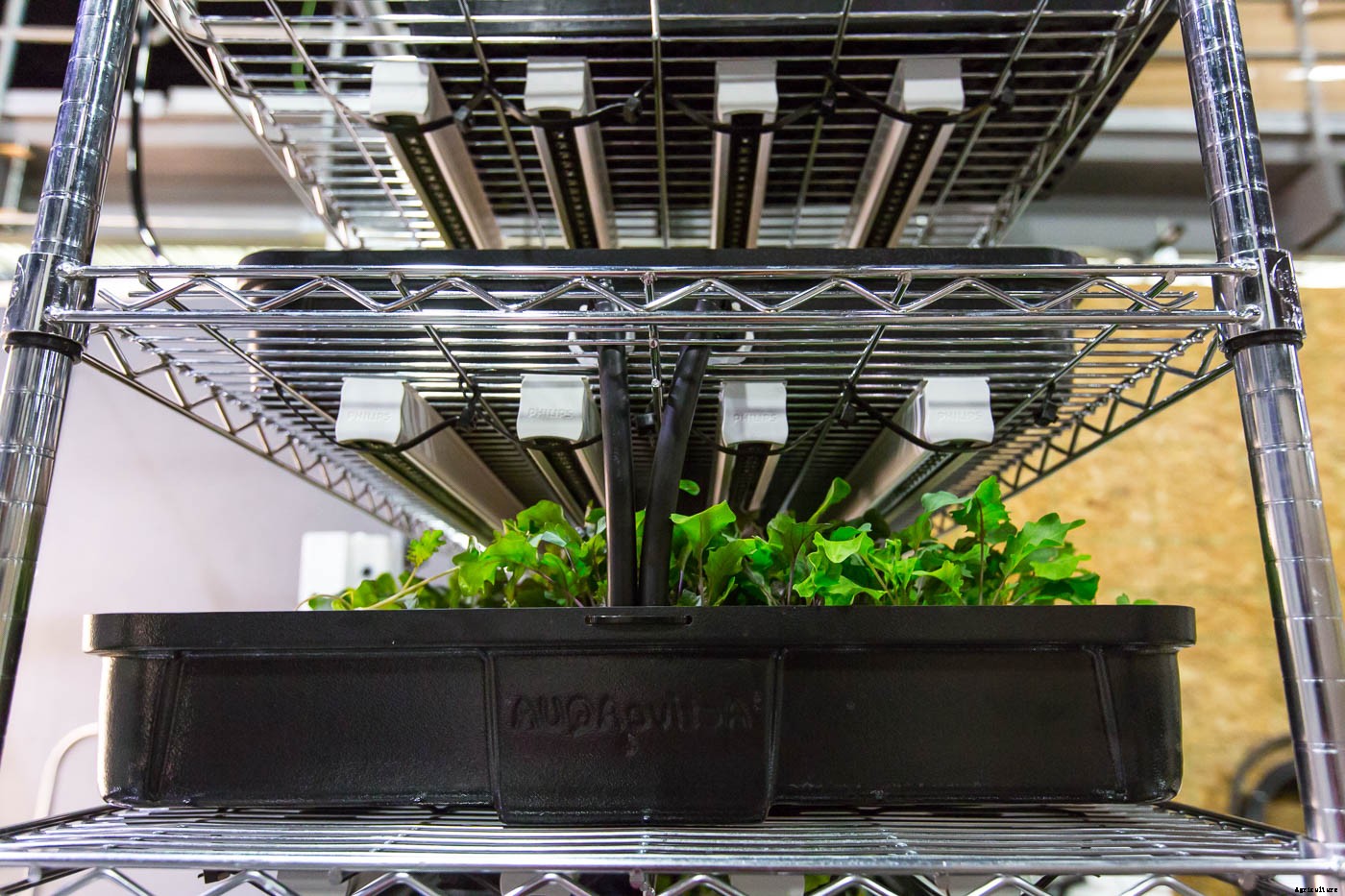 How to Give Seedlings Enough Light to Be Healthy