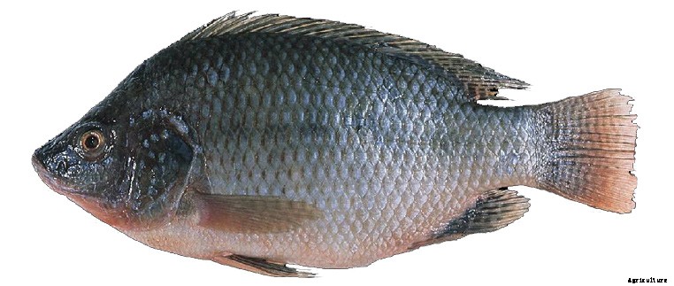 Best Temperature for Tilapia in Aquaponics Systems