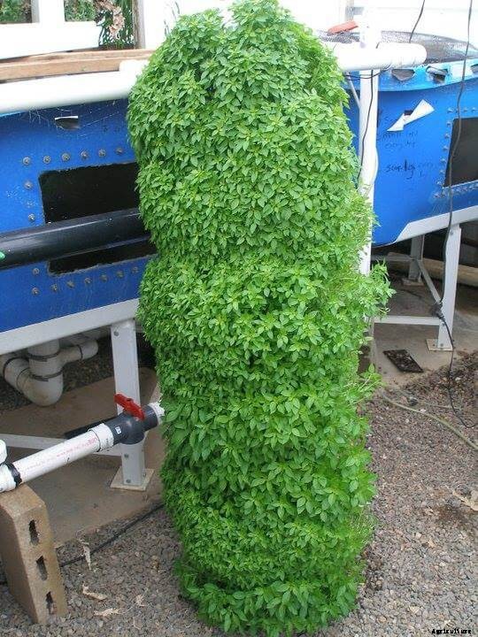 Growing Hydroponic Basil? Read This First