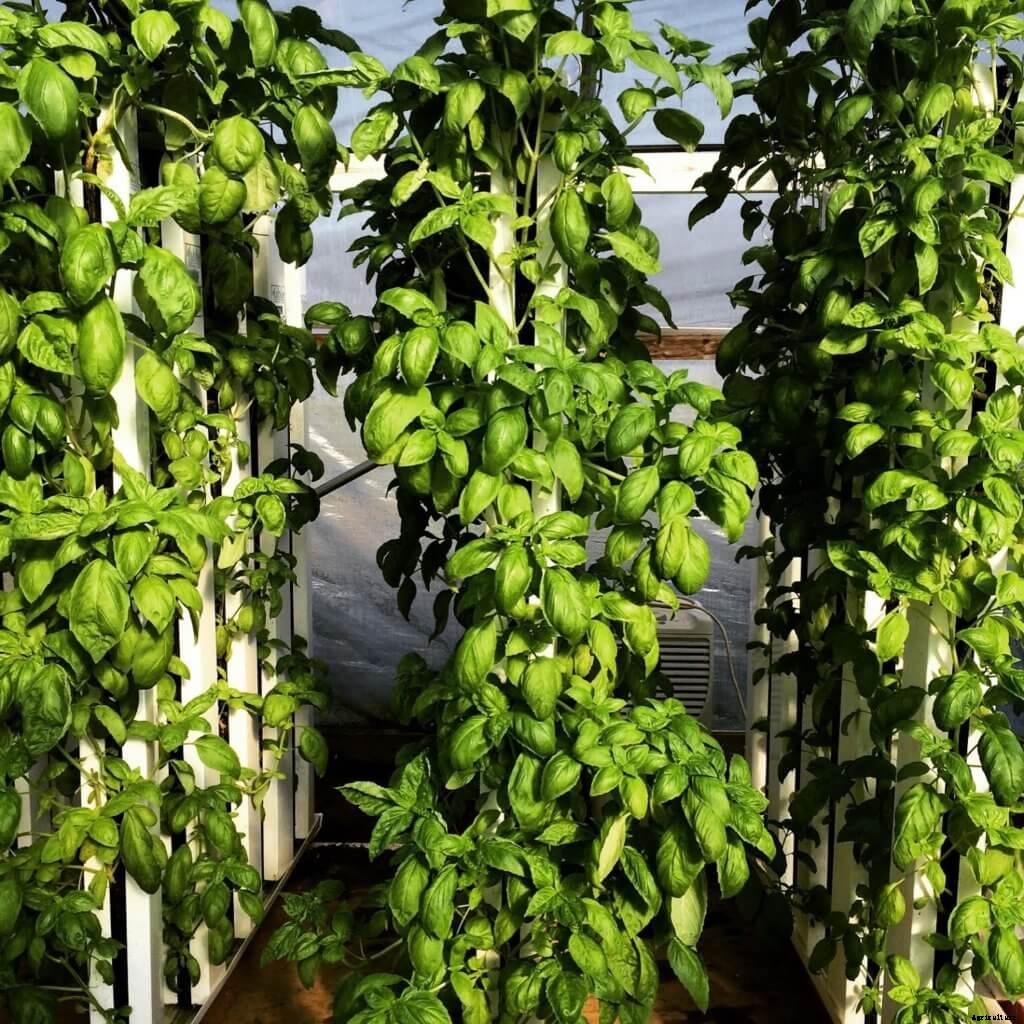 Growing Hydroponic Basil? Read This First