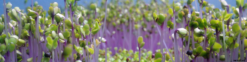 Farmer Tip: 3 Steps to Make a Great First Impression on Restaurant Prospects