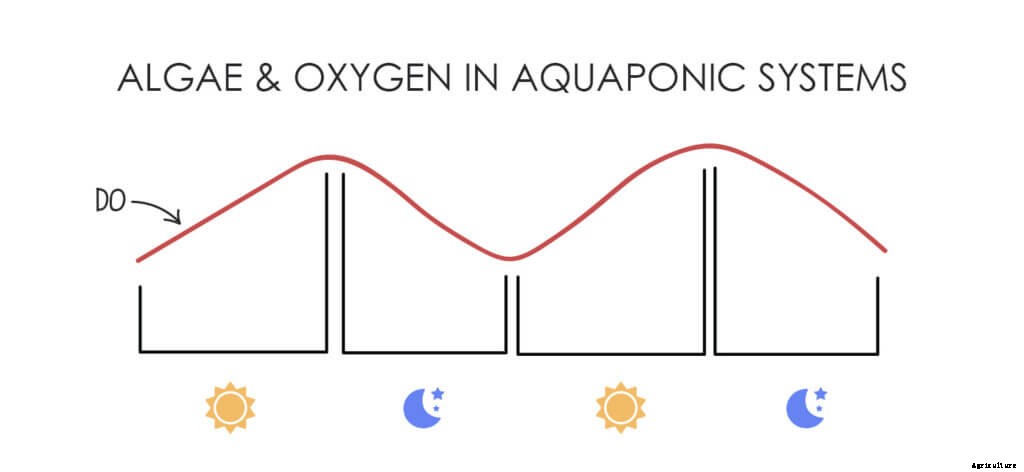 How to Manage Algae in Aquaponics and Hydroponics