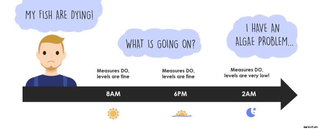 How to Manage Algae in Aquaponics and Hydroponics