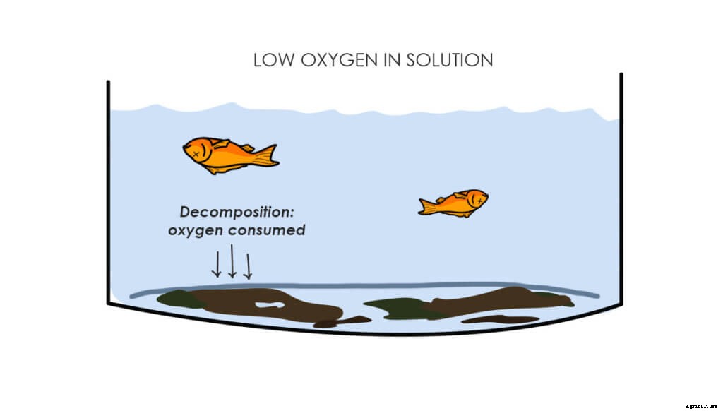 How to Manage Algae in Aquaponics and Hydroponics
