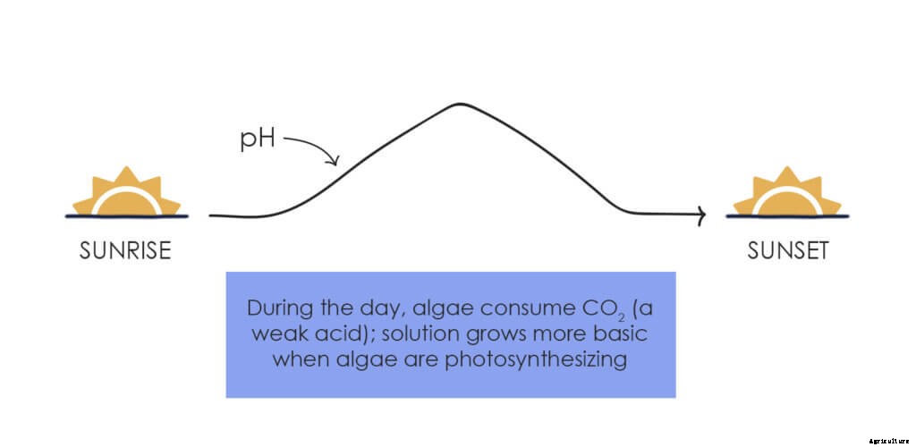 How to Manage Algae in Aquaponics and Hydroponics