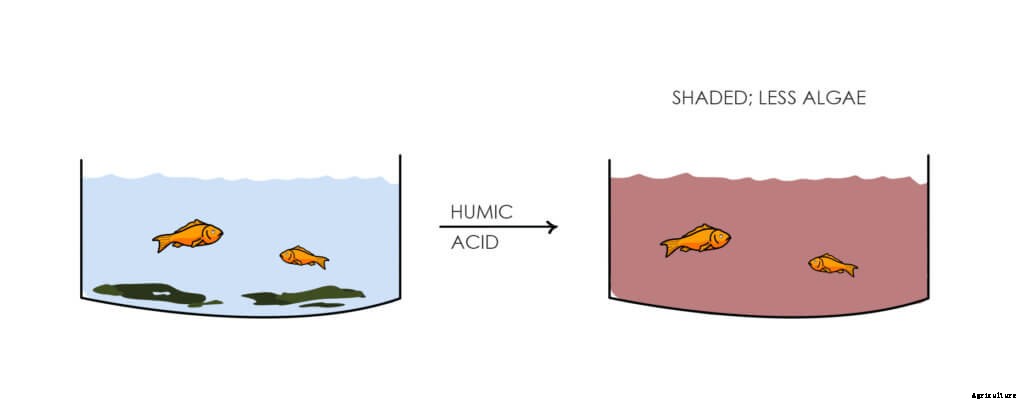 How to Manage Algae in Aquaponics and Hydroponics