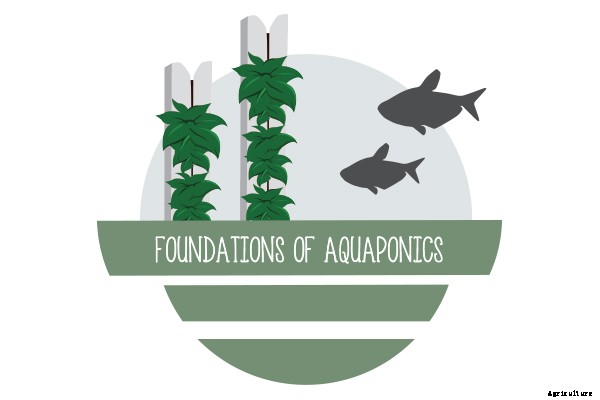 How to Manage Algae in Aquaponics and Hydroponics