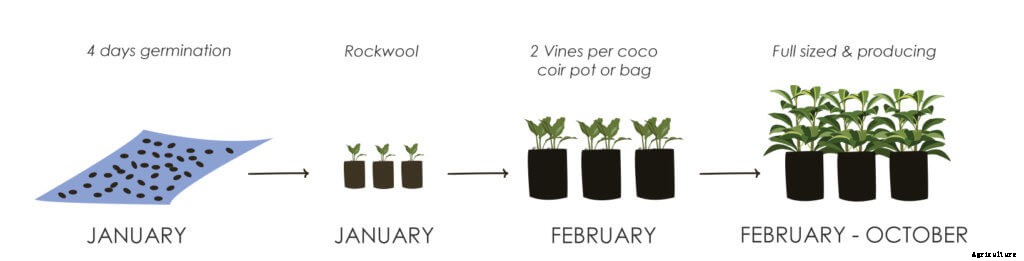 How to Build a Profitable Fertigation System in a Hoophouse