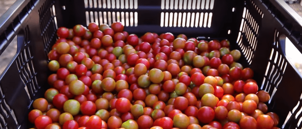 How to Build a Profitable Fertigation System in a Hoophouse