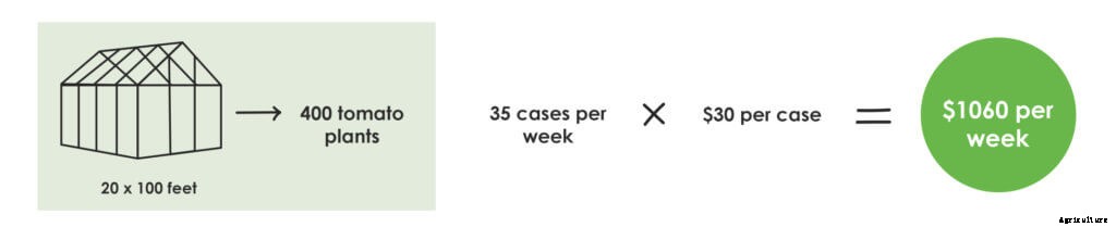 How to Build a Profitable Fertigation System in a Hoophouse
