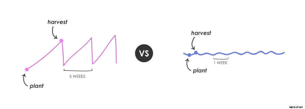 Farmer Tip #1 – How to Make a Planting Schedule