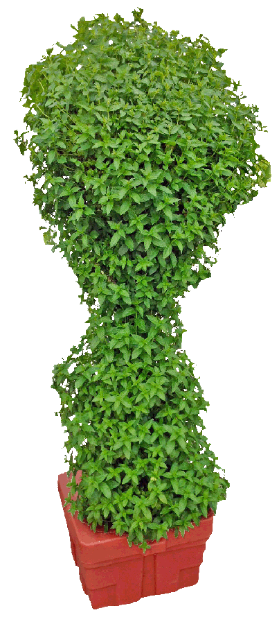 How to Grow Mint in Hydroponics – All You Need to Know