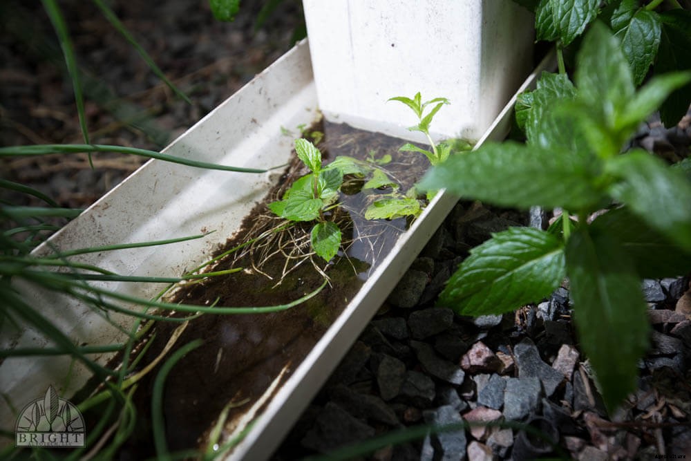 How to Grow Mint in Hydroponics – All You Need to Know