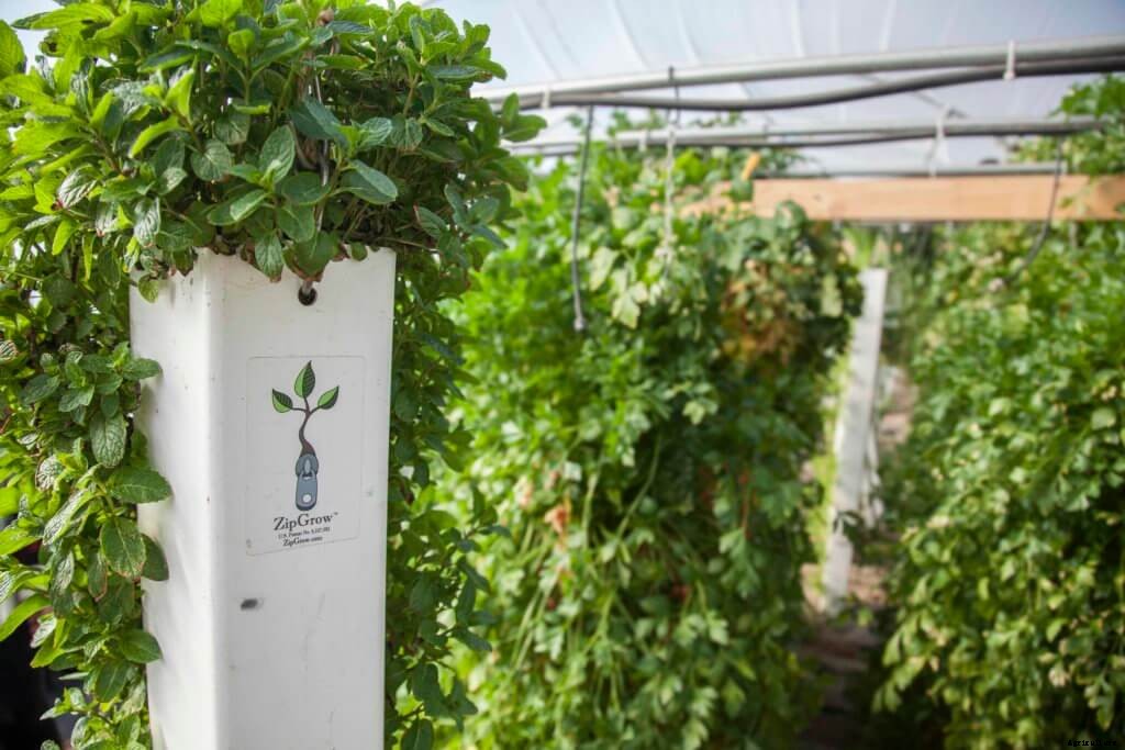 How to Grow Mint in Hydroponics – All You Need to Know
