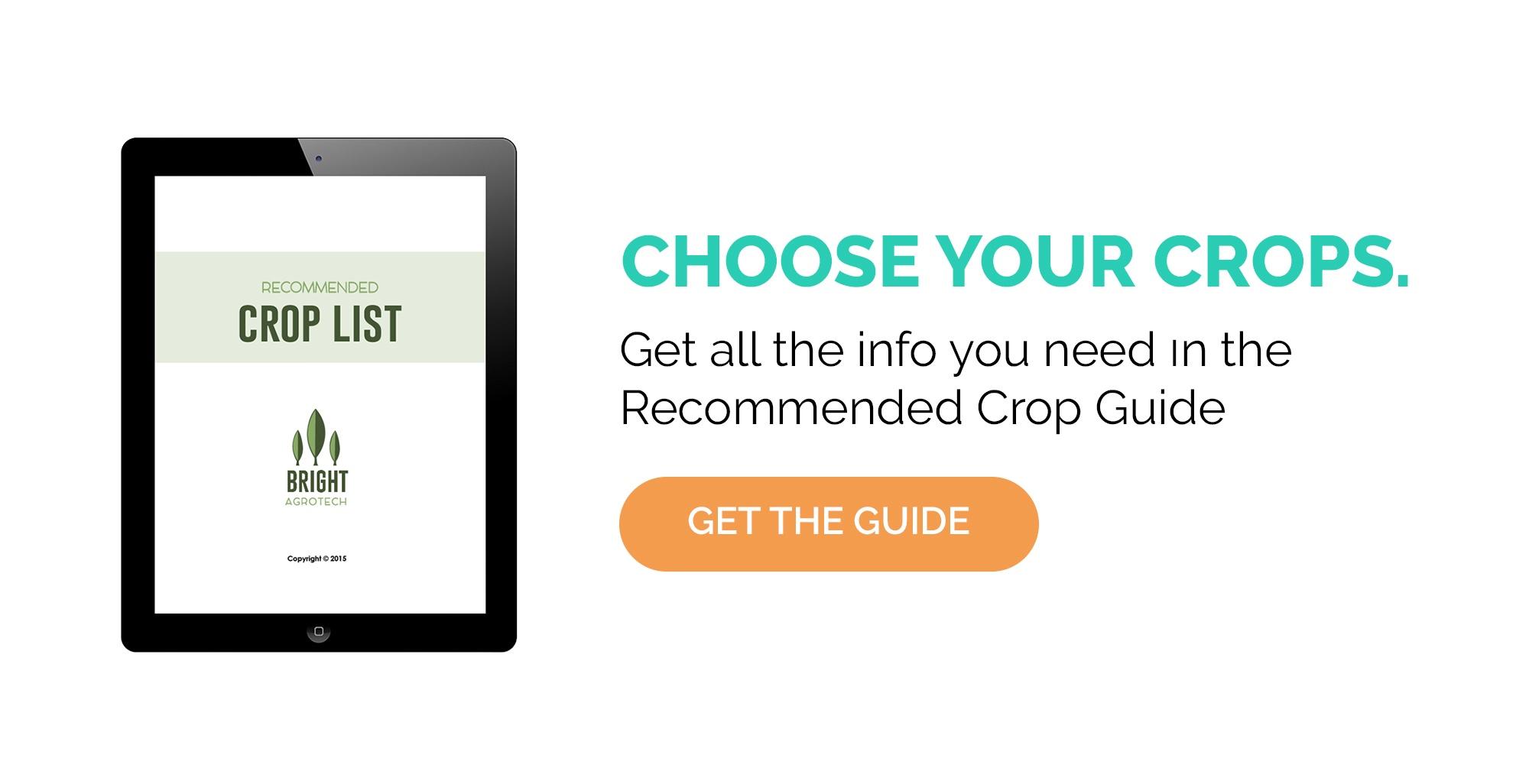 How to Grow Mint in Hydroponics – All You Need to Know