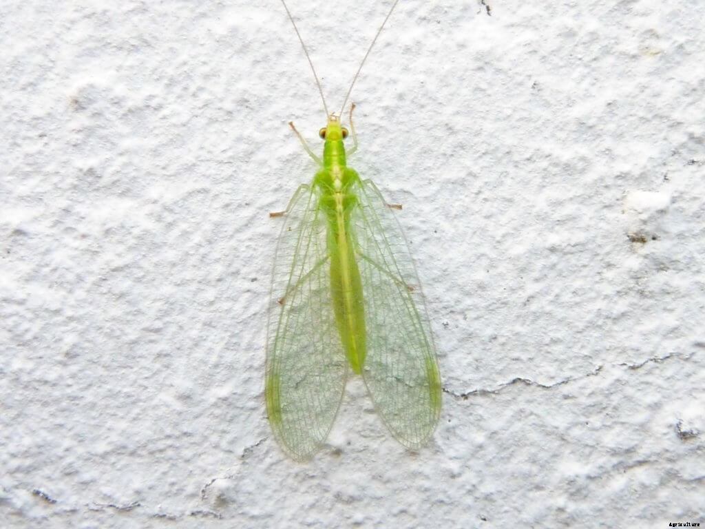 How to Get Started with Integrated Pest Management