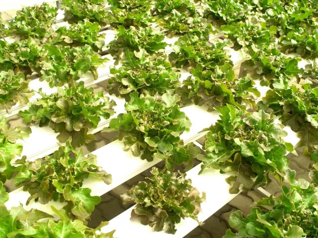 All You Need to Know to Choose a Hydroponic Design