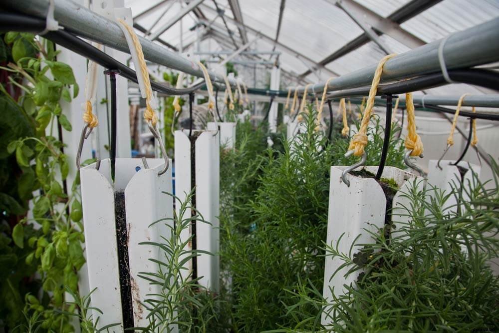 All You Need to Know to Choose a Hydroponic Design