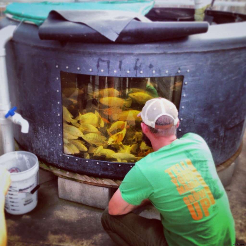 How to Use Pesticides in Aquaponics Without Hurting Your Fish