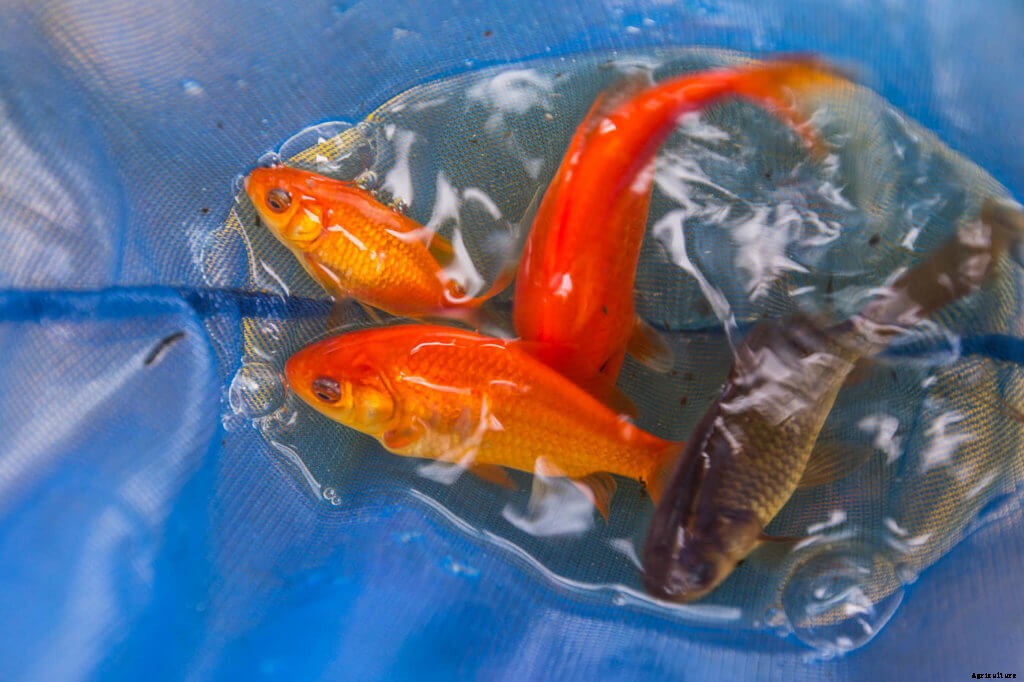 How to Use Pesticides in Aquaponics Without Hurting Your Fish