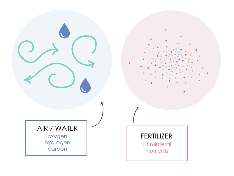 An Overview of Hydroponic Nutrient Management for Every Grower