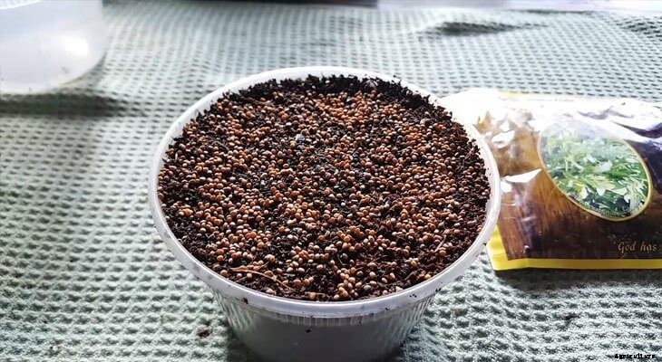 How to Grow Arugula Microgreens in 10 Days