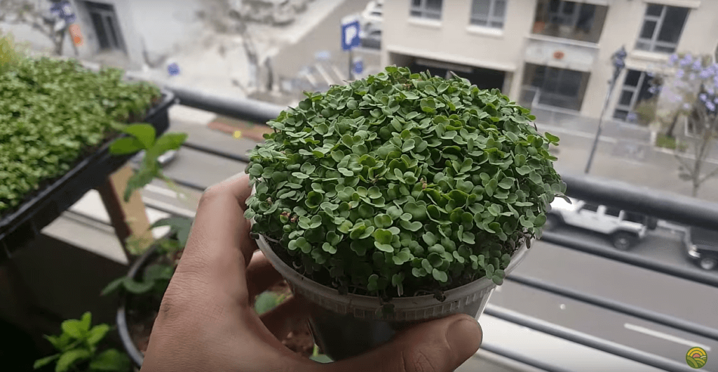 How to Grow Arugula Microgreens in 10 Days