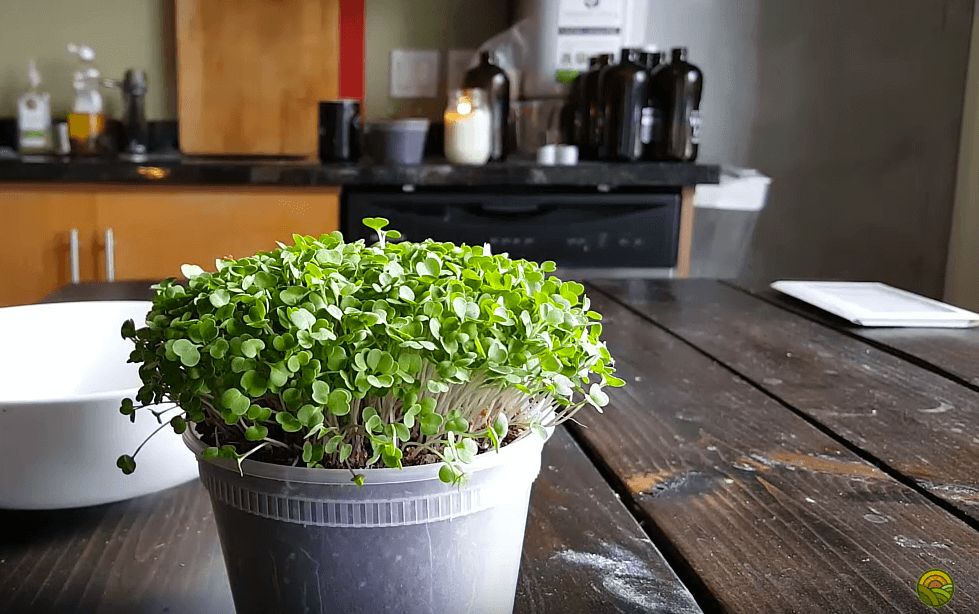 How to Grow Arugula Microgreens in 10 Days