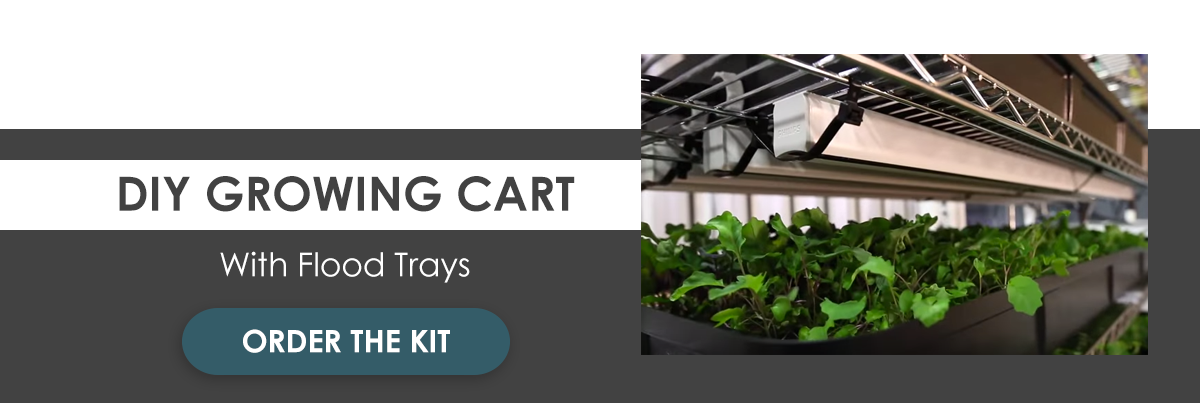 How to Grow Arugula Microgreens in 10 Days