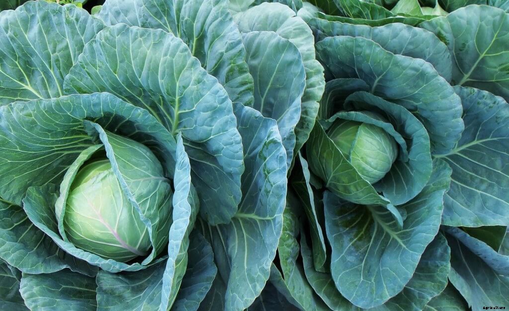 How to Grow Hydroponic Cabbage: The Beginner’s Guide
