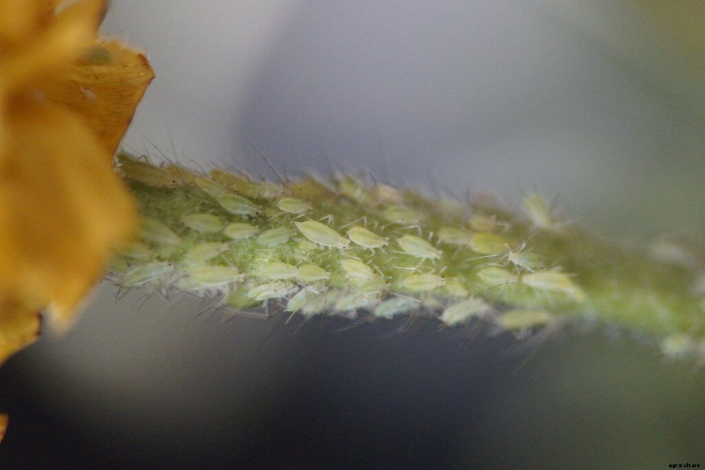How to Control Aphids Now and Forever