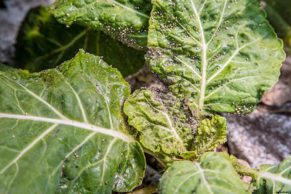 How to Control Aphids Now and Forever