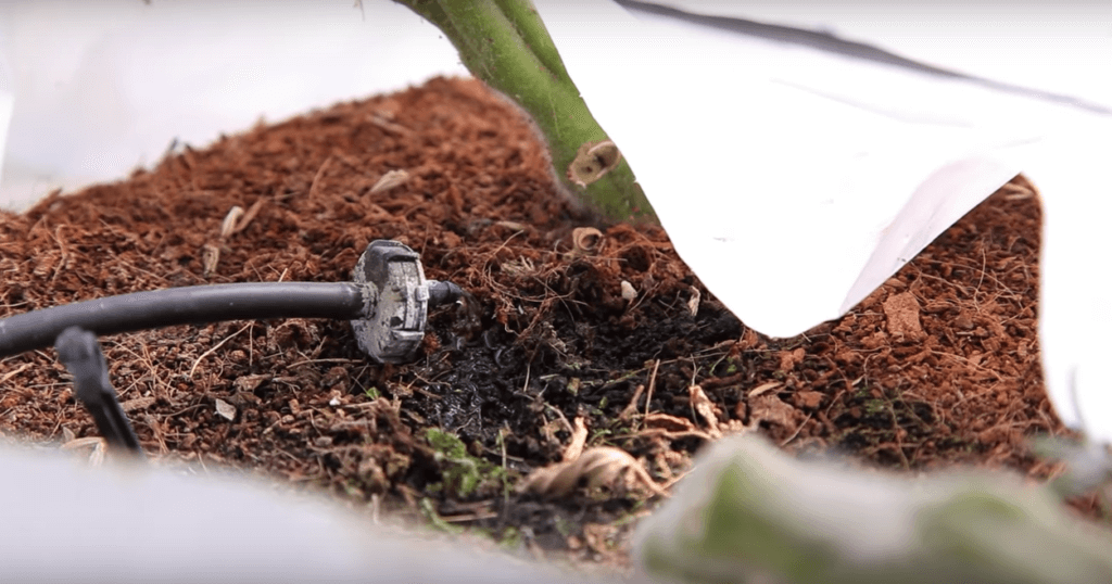 How to Grow Hydroponic Cherry Tomatoes in Bags