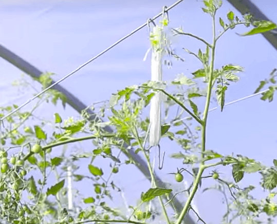 How to Grow Hydroponic Cherry Tomatoes in Bags