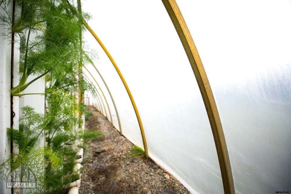 The True Costs of Greenhouse Humidity Control