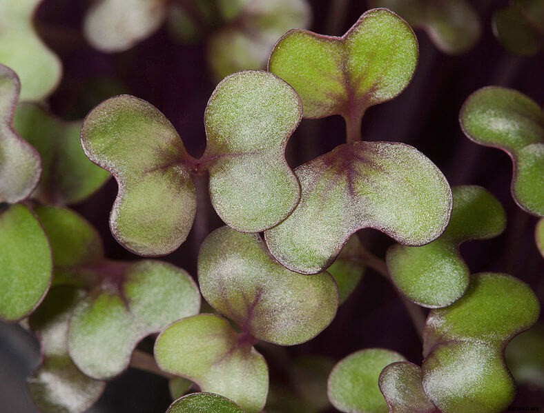 How to Grow Microgreens: The Beginner’s Guide