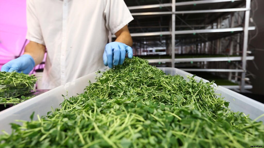 How to Grow Microgreens: The Beginner’s Guide